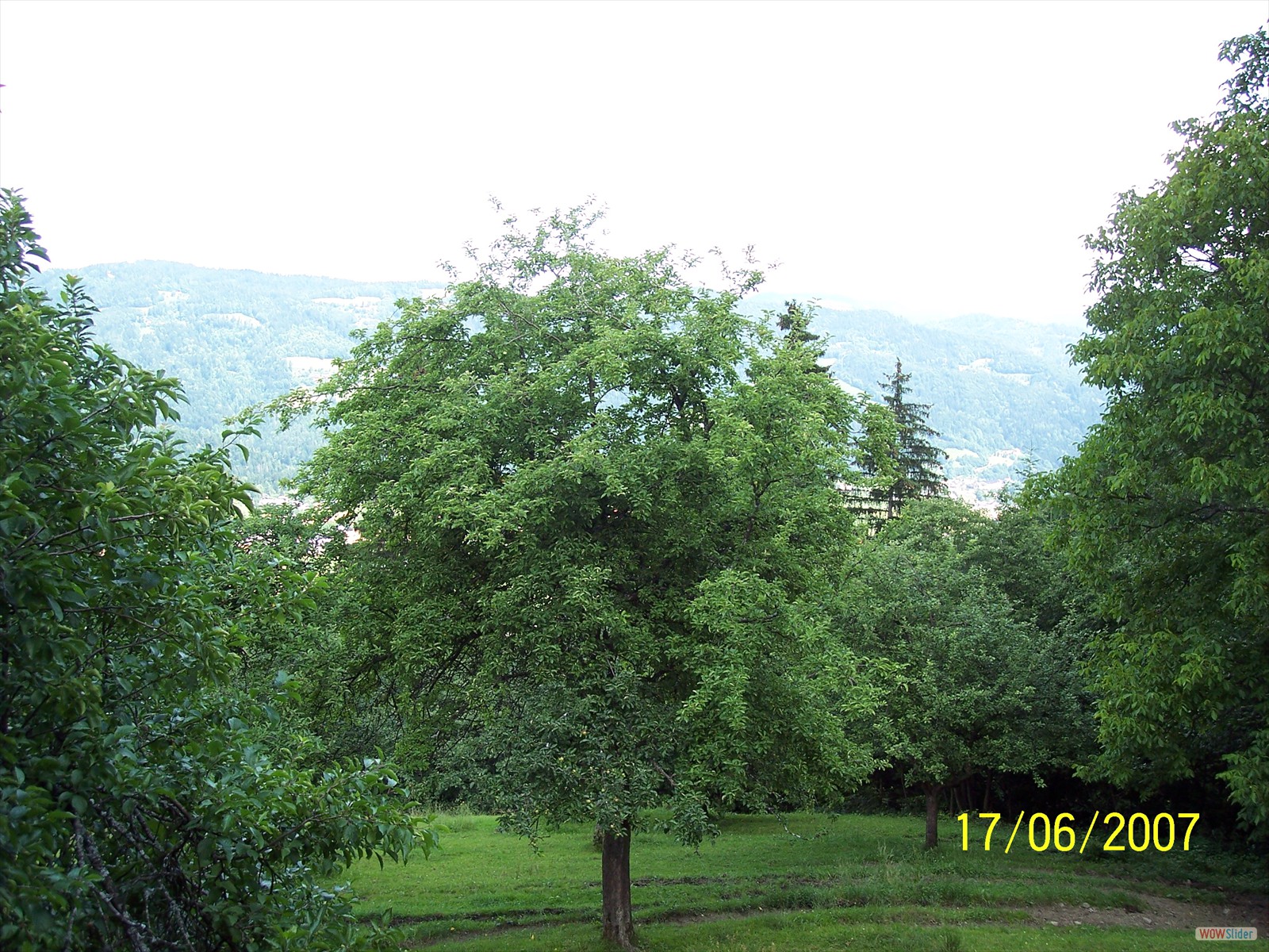Picture 345