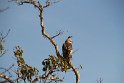 IMG_8529