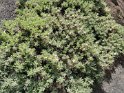 IMG_20190618_103630