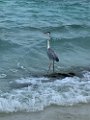 IMG_5229